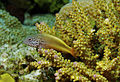 Paracirrhites forsteri Forsters Hawkfish juvenile PNG by Nick Hobgood.jpg