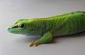 Phelsuma grandis, Stuttgart Zoological Garden.jpg