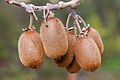 Actinidia chinensis - Austins Ferry.jpg