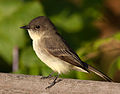 Sayornis phoebe -Owen Conservation Park, Madison, Wisconsin, USA-8.jpg