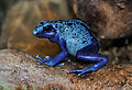 Dendrobates azureus qtl1.jpg