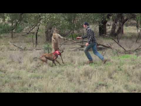 Man punches a kangaroo in the face to rescue his dog (Original HD)