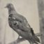 Can We Bring Back the Passenger Pigeon?