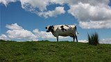 Friesian cow on Dalrymple Farm.