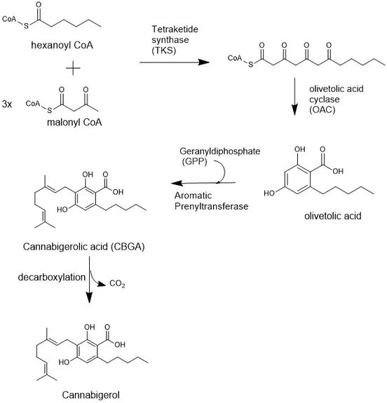 CHEMWIKI 3.jpg