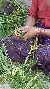 File:Récolte de la résine de cannabis, Uttarakhand, Inde.ogv