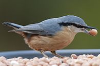 Boomklever (Sitta Europea) (5208510001).jpg