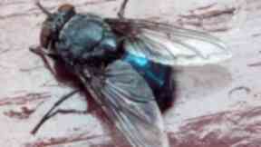 Blue bottle fly