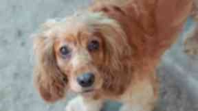 Golden Spaniel 