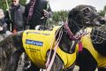 About 40 greyhound lovers attended a rally at Canberra's Nara Park last July, organised by the Animal Justice Party as a ...