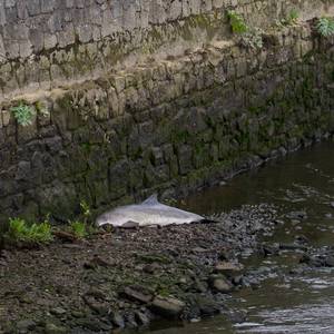 Two boys look at the dead porpoise on the banks of the Clanyre River