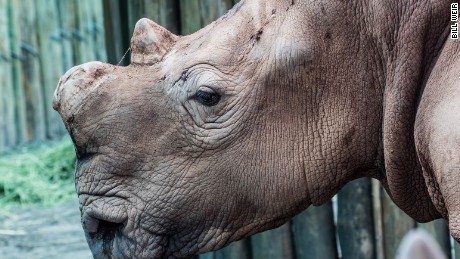 Even though Rhino horn is made of the same substance as your finger nails, millions believe it is medicine, or purchase it as a status symbol. This is one of four white rhinos purchased from a game farm in South Africa, about to be released to the wild, in the Okavango Delta of Botswana. Pound for pound on the black market, rhino horn is worth more than gold, or cocaine. Across southern Africa, an average of four Rhinos are poached, every day. As of recent estimates, they&#39;re on track to be extinct within a decade.