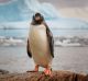 Examination of penguin excrement has helped scientists trace the rise and fall of gentoo penguins.
 