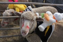 Sheep with soft toy jockey (ABC Rural: Courtney Fowler)