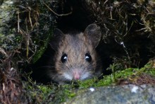 Mice numbers are up across South Australia (Flickr CC: Stuart Anthony)