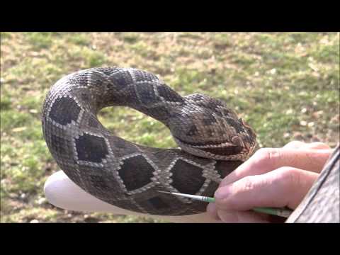 The Making of Wood Carved Rattlesnake Walking Cane #43