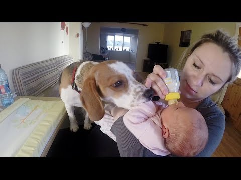 Dogs are family:Babysitting dog never had to be taught how to love baby