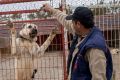 A man feeds a Kangal dog in  Kangal, Turkey. Campaigning by both camps has intensified across the country ahead of ...