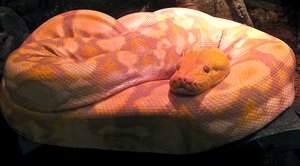 An albino reticulated python named Lemondrop