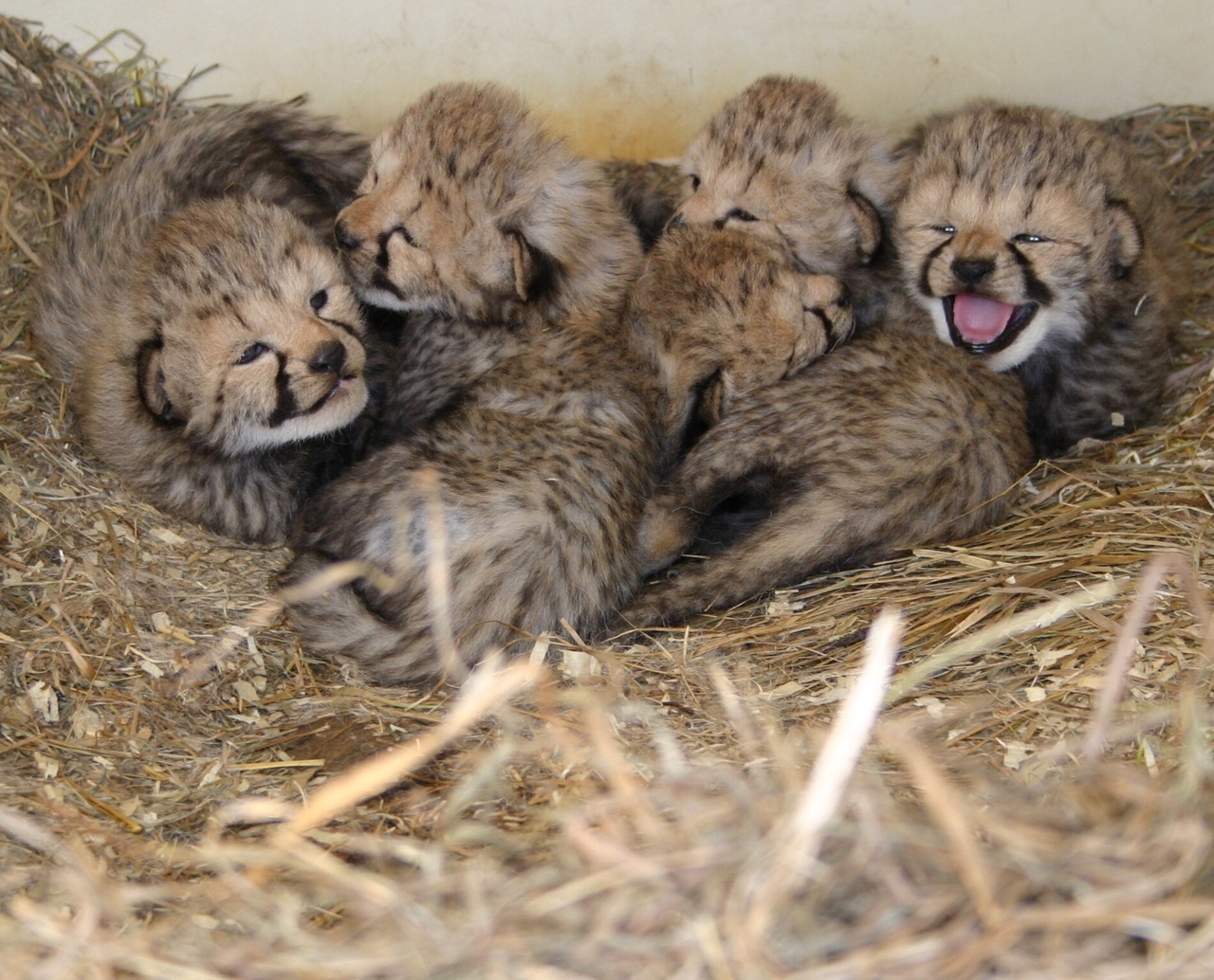 Cute cheetah alert! We have a new “pile of cubs” (our favorite kind), as our cheetah biologist put it.
Two large litters were born over the course of a week at the Smithsonian Conservation Biology Institute: 3-year-old Happy gave birth on March 23...