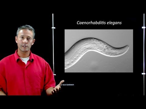 Online Developmental Biology: Introduction to C. elegans