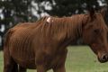 One of the horses taken from a property on the Mornington Peninsula.