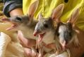 Bilby triplets have emerged from their mother's pouch at the Ipswich Nature Centre.