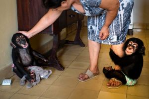 Zoologist Marta Llanes caresses baby chimpanzee Anuma II, left, while Ada hangs on to her leg, at Llanes' apartment, in ...