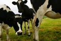 The Queensland government should help the dairy industry run a marketing scheme to help consumers make better-informed ...