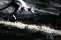 KANGAROO . 011005 AFR PICTURE BY PHIL CARRICK GENERIC: WILDLIFE, ANIMAL, ENVIRONMENT, NATURE, OUTBACK, HUNTING, ****AFR ...