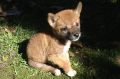 Sandy the purebred desert dingo, pictured as a pup soon after her 2014 rescue, is a "gift to science".