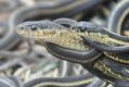 A female red-sided garter snake is surrounded by multiple males trying to mate with her in a huge mating aggregation in ...