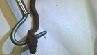 Snake hitches ride to airport on private jet