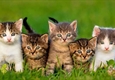 The 5 personality types of cats