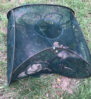 Two native water rats found killed by an illegal trap in Lake Burley Griffin.