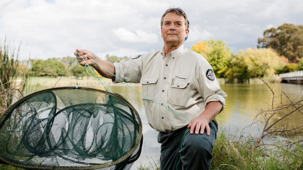 Native water rats, platypus, and other species are being killed by illegal traps left in Canberra's lakes. Compliance ...