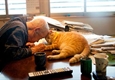 Cat completely changes 94-year-old grumpy grandfather’s life 