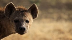 Hyenas rarely do the initial damage but once they swoop in, they can quickly become the problem.