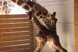 In this photo provided by Animal Adventure Park in Binghamton, N.Y., a giraffe named April stands with her new calf on ...