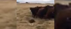 BEAVER CATTLE VIDEO