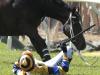 Minister calls for jumps ban after horse death