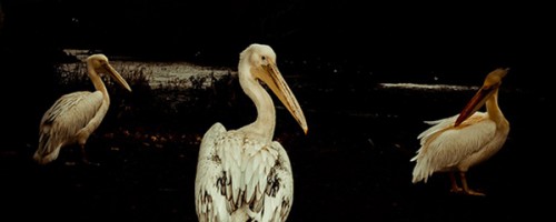 pelican-571976_960_720