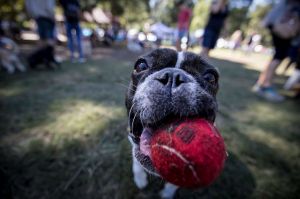 SYDNEY, AUSTRALIA - APRIL 09: Australia's largest dog party at North Ryde on April 9, 2017 in Sydney, Australia. (Photo ...