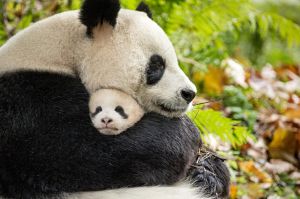 This image released by Disneynature shows mother and cub Pandas Ya Ya and Mei Mei in the new film, "Born in China," ...