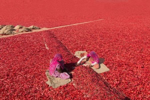An elevated view of villagers sorting out chillis in the drying field of Rajasthan, India.