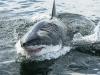 Hunter wants major shark cull