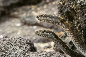 Galapagos snakes feature in surprising abundance during the series <i>Planet Earth 2</I>. 