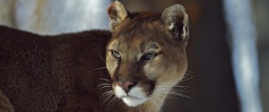 MOUNTAIN LION