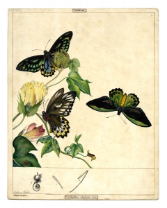 Richmond Birdwing Butterfly