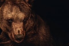 Darkle the Brown Bear Two by Rohan Thomson